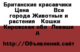 Британские красавчики › Цена ­ 35 000 - Все города Животные и растения » Кошки   . Кировская обл.,Леваши д.